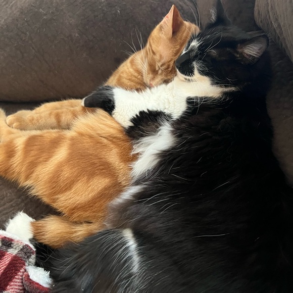 Meet your Posher, Kristin - Picture 4 of 4